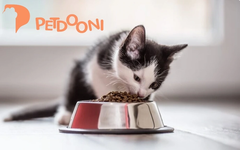 بهترین غذای گربه در فصل بهار | راهنمای کامل سلامت و شادابی گربه با پت شاپ آنلاین پت دونی 1404